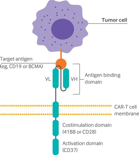 Chimeric antigen receptor T cell therapy for cancer: clinical applications and practical ...