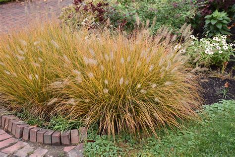 Hameln Dwarf Fountain Grass (Pennisetum alopecuroides 'Hameln') at ...