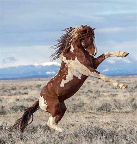 400 native american indian horse names – Artofit