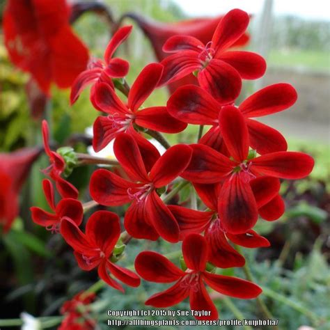 Pelargoniums: Plant Care and Collection of Varieties - Garden.org