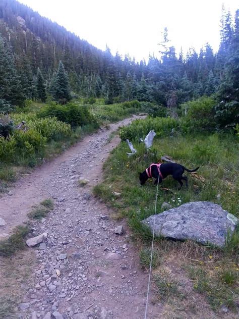 Guide to the Wheeler Peak Hike: Highest Point in New Mexico