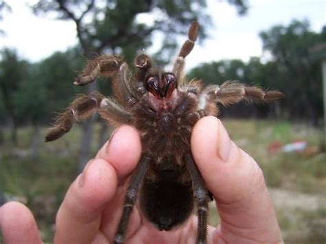 Texas brown tarantula - Alchetron, The Free Social Encyclopedia