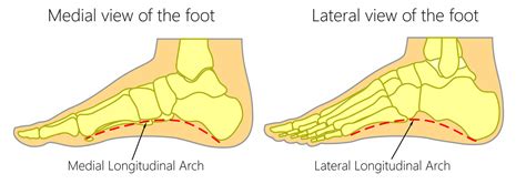 The Arches of the Foot - Longitudinal - Transverse - TeachMeAnatomy