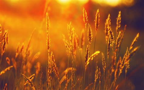 landscape, Summer, Field, Wheat, Sunset Wallpapers HD / Desktop and ...