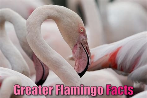 Greater Flamingo Facts For Kids, Students & Adults. Pictures, In-depth ...