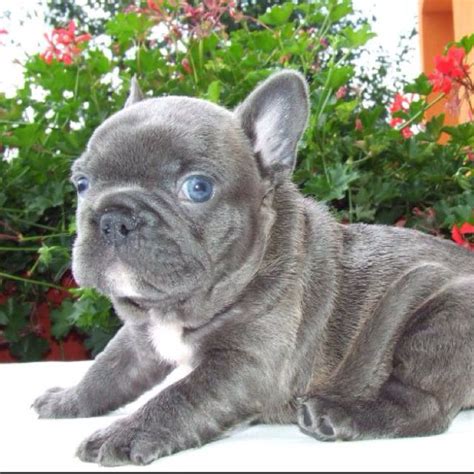 55+ French Bulldog Blue Eyes Grey - l2sanpiero