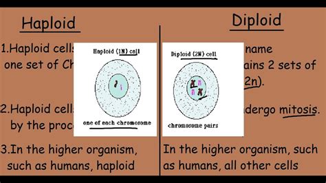 Haploid Cells Vs Diploid Cells |Quick 2 min differences| - YouTube