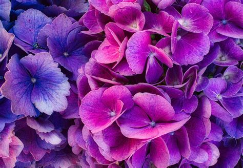 Download Purple Flower Flower Nature Hydrangea HD Wallpaper