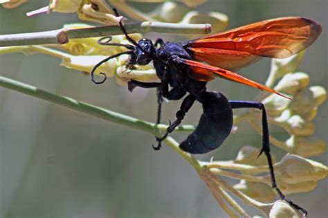 Insect Facts: the Tarantula Hawk Wasp