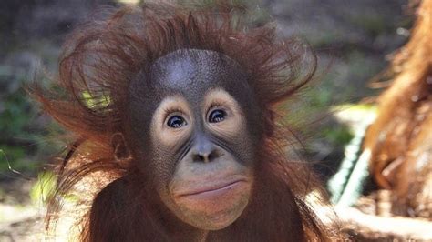 She's beyond compare! Oregon Zoo's baby orangutan Jolene celebrates her 1st birthday