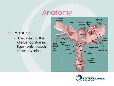 Adnexal Masses