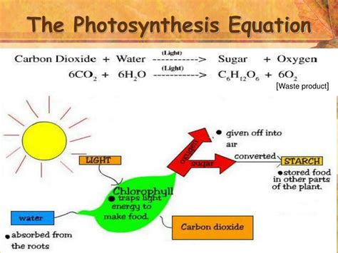 Products Of Photosynthesis