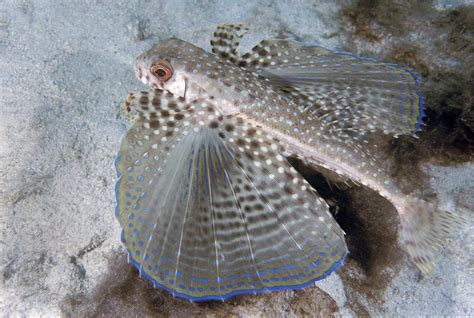 Facts and Tips About Sea Robins