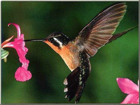 Hummingbird | Animal Wildlife