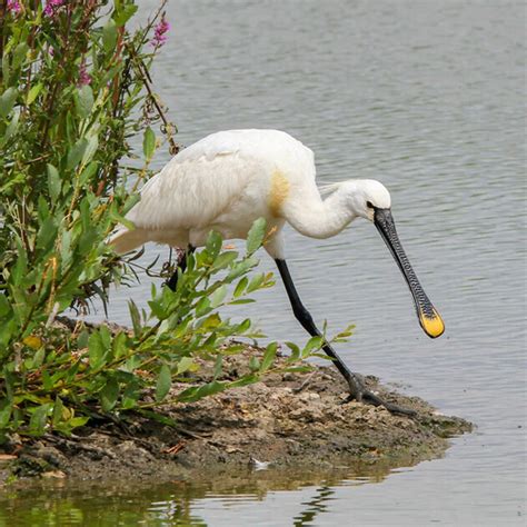 Wildlife at Steart Marshes | WWT