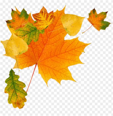 Clip Transparent Download Autumn Leaves Clipart Transparent - Autumn ...