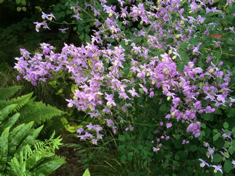 thalictrum delavayi decorum – thalictrum delavayi ankum – Writflx