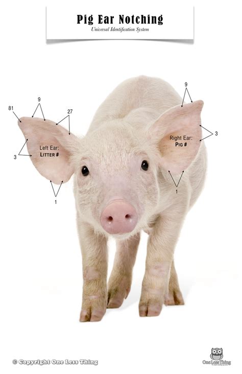 Pig Ear Notching Chart