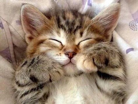 Adorable Fluffy Kitten Sleeping | Kittens cutest, Kittens, Cute cats