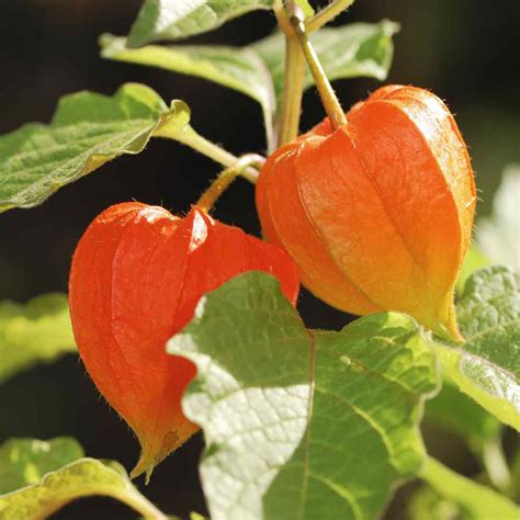 Chinese Lantern Seeds - Physalis Alkekengi Flower Seeds