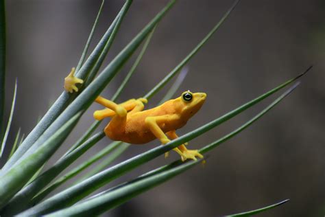 Panamanian Golden Frog Facts - CRITTERFACTS