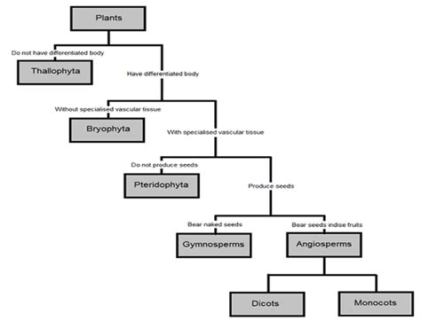 Kingdom Plantae Classification | Hot Sex Picture