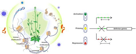 Frontiers | Histone modification and chromatin remodeling in plant ...