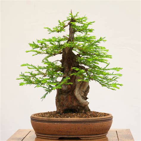 Redwood Bonsai at the REBS | Bonsai Bark