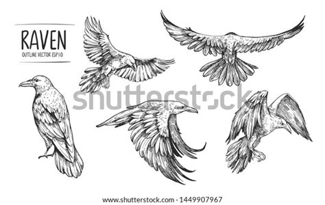 8,408 Sketch Raven Images, Stock Photos & Vectors | Shutterstock