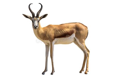 Springbok stock image. Image of antidorcas, mammal, studio - 46174515 | Животные