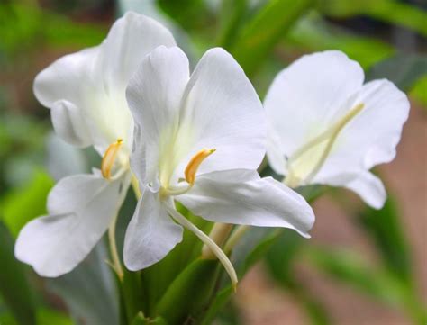 Pin on Flowers of Bangladesh