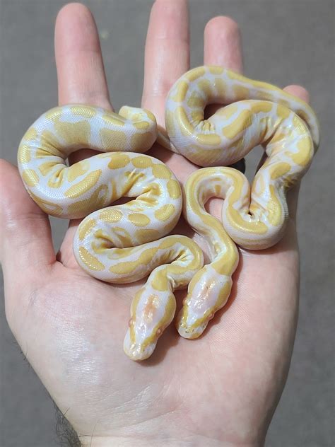 Albino Kiki Ball (G-Stripe Clown) - Ball Pythons - MorphMarket Reptile Community