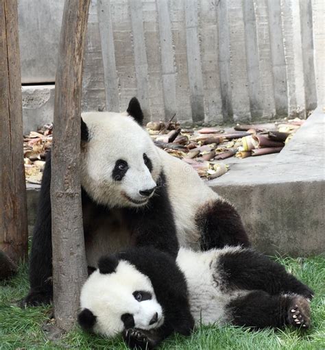 Panda bear and cub stock photo. Image of large, wild, baby - 1959780