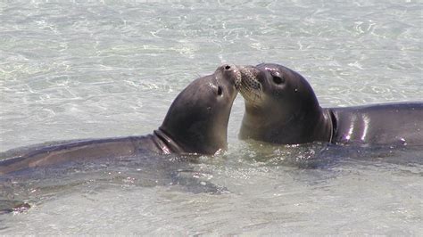 Hawaiian Monk Seal - Marine Mammal Commission