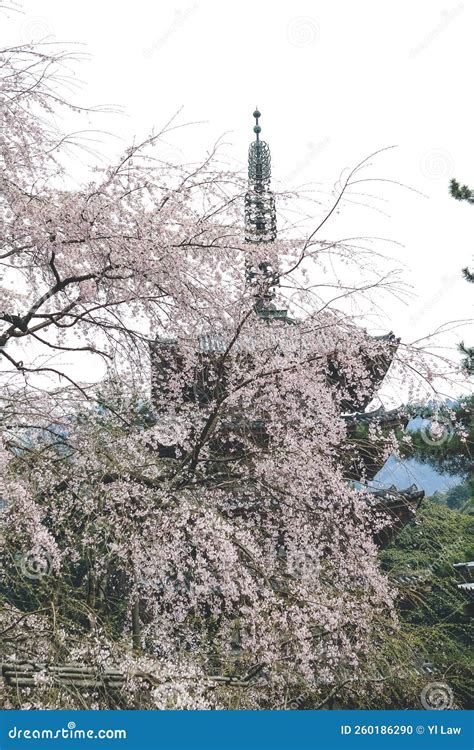 Cherry Blossoms in Kyoto in the Temples of Daigo Ji 10 April 2012 ...