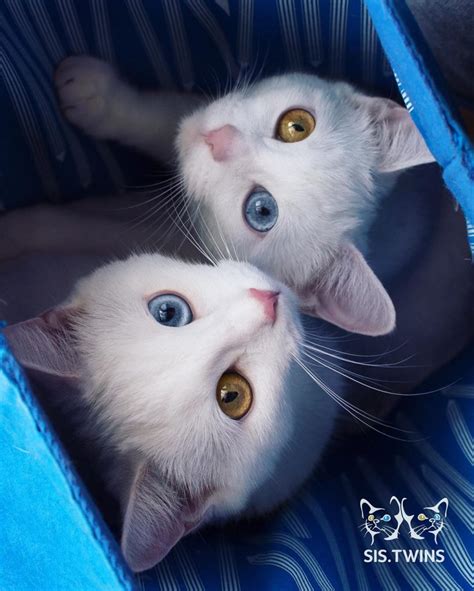 Meet The Gorgeous Twin Sisters Cats With Heterochromatic Eyes – Viral Cats Blog