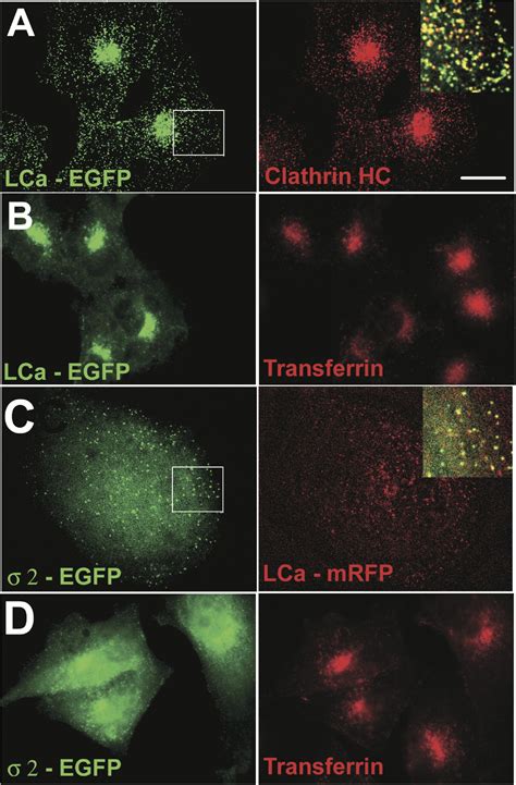 Endocytosis by Random Initiation and Stabilization of Clathrin-Coated ...