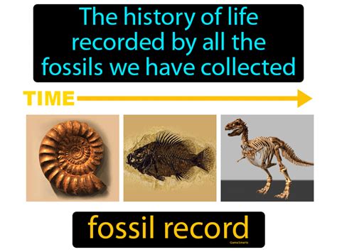 Fossil Record Definition & Image | GameSmartz