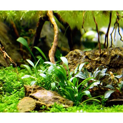 Cryptocoryne Parva Low Demand Aquatic Plant Aquarium Aquascape Aquatic Plant – Shrimpoly