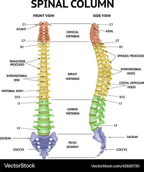 Spine anatomy realistic chart Royalty Free Vector Image