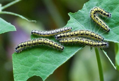 loads of Cabbage white butterfly caterpillars under Nasturtium leaves! | Nasturtium, White ...