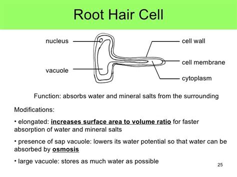 plant root hair cell - Google Search | Cell diagram, Cell model, Cell model project