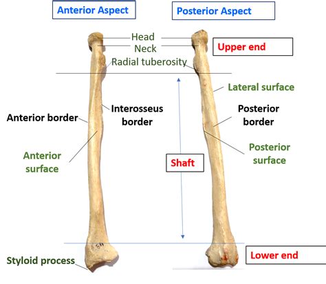 Diagram Of A Radius