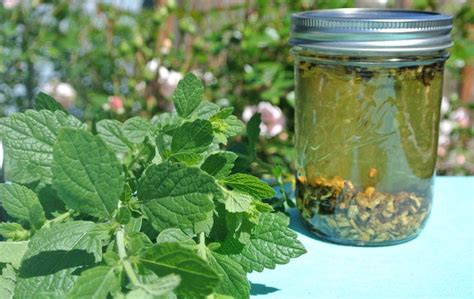 Homemade Tinctures: How and Why to Make them - Reclaiming Vitality