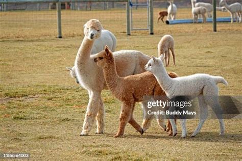 Alpaca Farm Usa Photos and Premium High Res Pictures - Getty Images