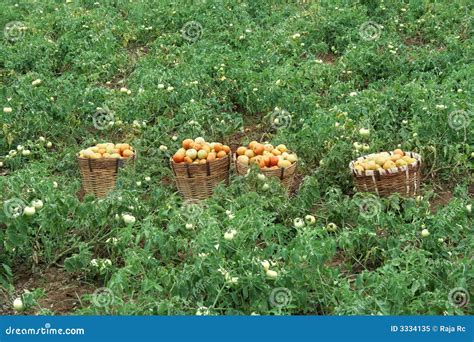 Tomato field stock image. Image of cook, ingredients, tomatos - 3334135