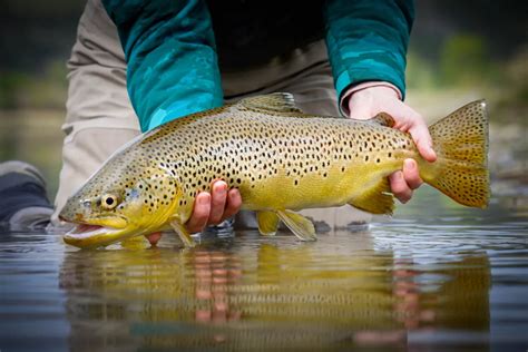 Pro Tips: 3 Ways to Improve your Fish Photography - Orvis News