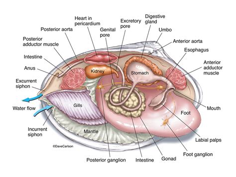 Clam Dissection Labeled