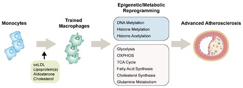 Cells | Free Full-Text | Innate Immune Memory in Monocytes and ...