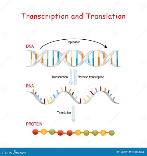 Transcription And Translation Animation